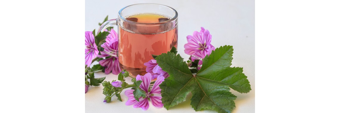 Benefici e preparazione della tisana di fiori di malva un rimedio naturale per il benessere