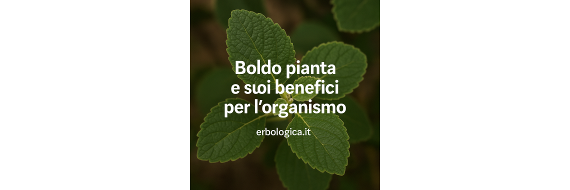 Boldo pianta e suoi benefici per l'organismo