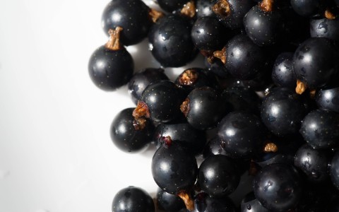 Ribes nero per allergie Ribes nero per allergie