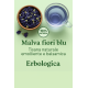 Malva fiori blu Malva fiori blu