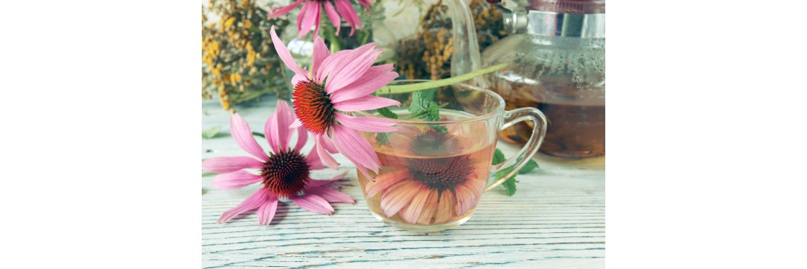 Tisana all'echinacea: Scopri i suoi benefici e i suoi usi