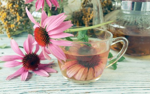 Tisana all'echinacea: Scopri i suoi benefici e i suoi usi". Tisana all'echinacea: Scopri i suoi benefici e i suoi usi".