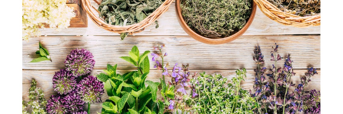 Alla scoperta delle erbe alpine medicinali, tesori naturali in alta quota