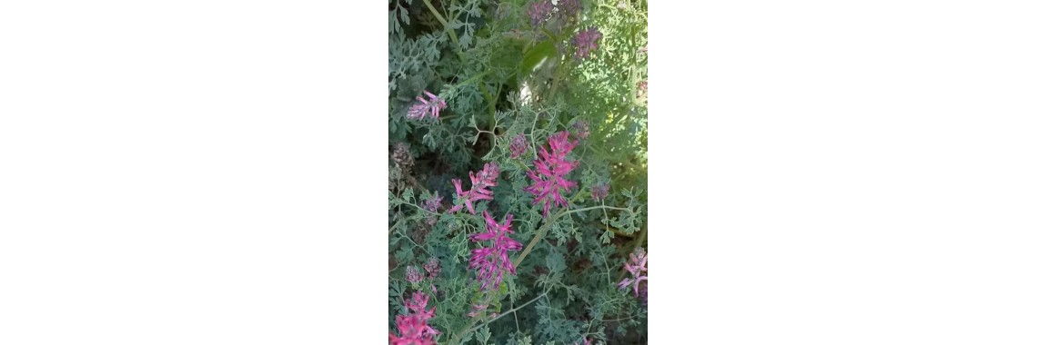 Svelare i benefici della Fumaria Officinale per la salute