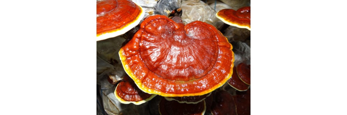 Impatti positivi del fungo reishi sulla salute generale: mente, corpo e spirito