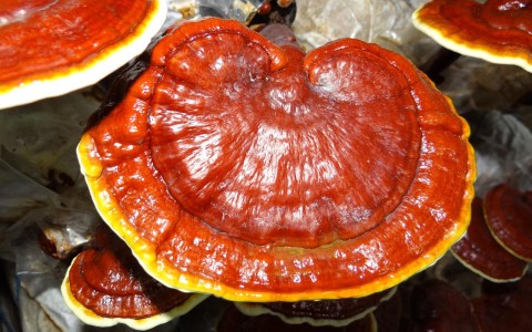 Impatti positivi del fungo reishi sulla salute generale: mente, corpo e spirito Impatti positivi del fungo reishi sulla salute generale: mente, corpo e spirito