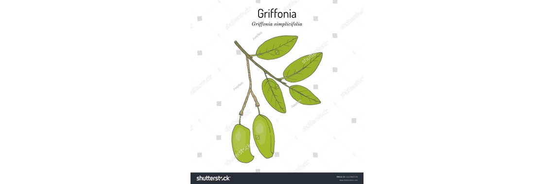 Griffonia una soluzione naturale per alleviare ansia e stress