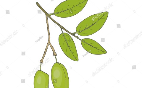 Griffonia una soluzione naturale per alleviare ansia e stress Griffonia una soluzione naturale per alleviare ansia e stress
