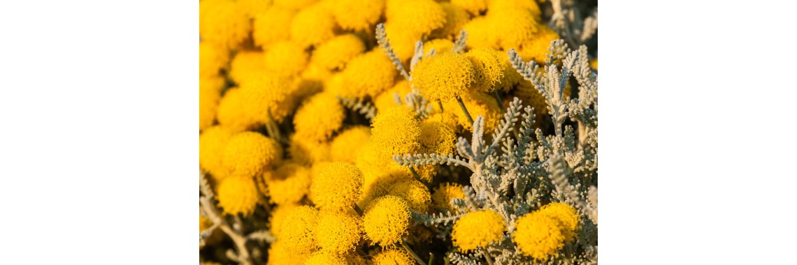 Elicriso fiori italico usi e benefici
