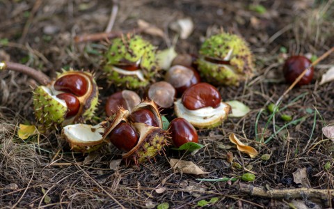 Ippocastano frutti usi e benefici Ippocastano frutti usi e benefici