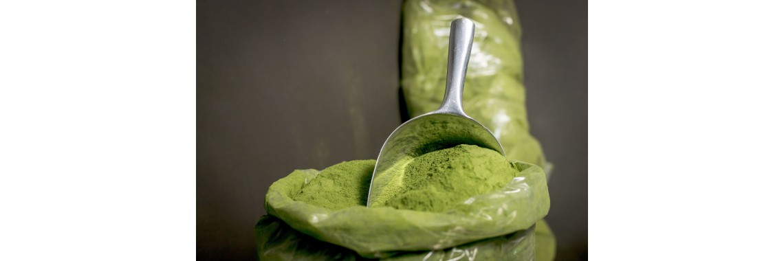 Moringa Oleifera proprietà e usi della pianta