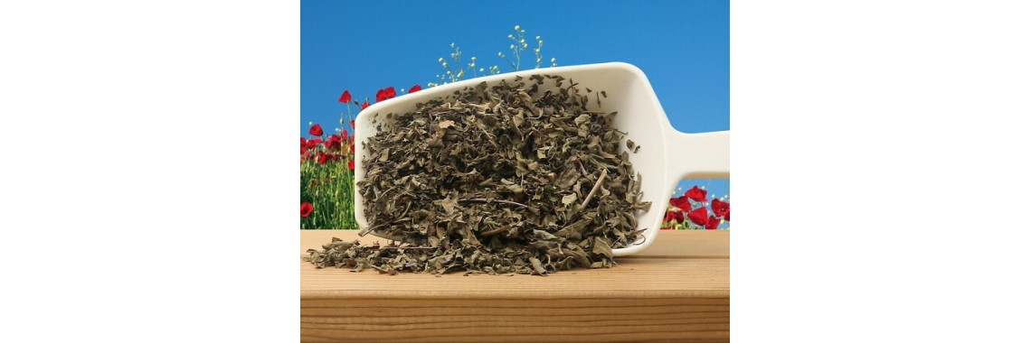 Scoprite i sorprendenti benefici per la salute della tisana al basilico santo Tulsi