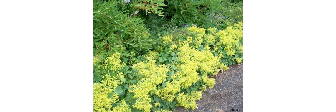 Alchemilla proprietà