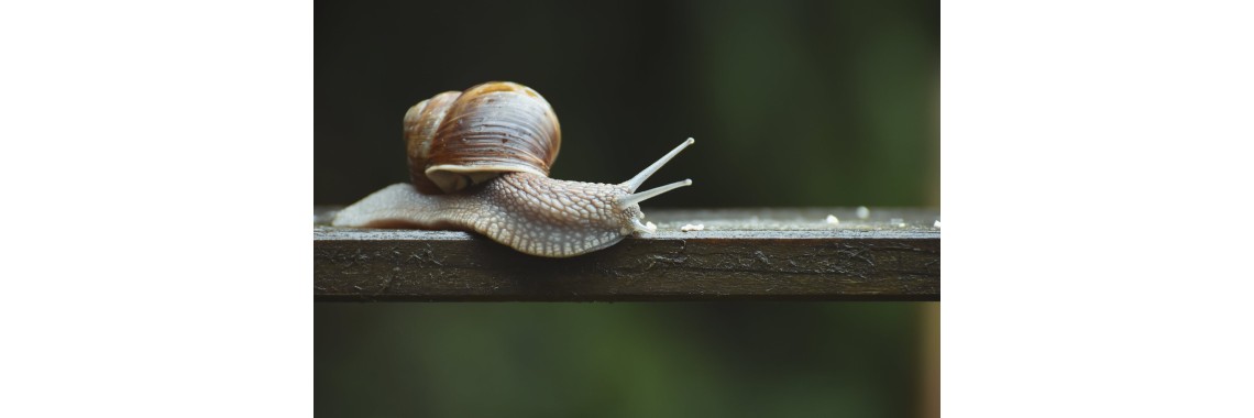 Quali sono le proprietà e applicazioni della bava di lumaca