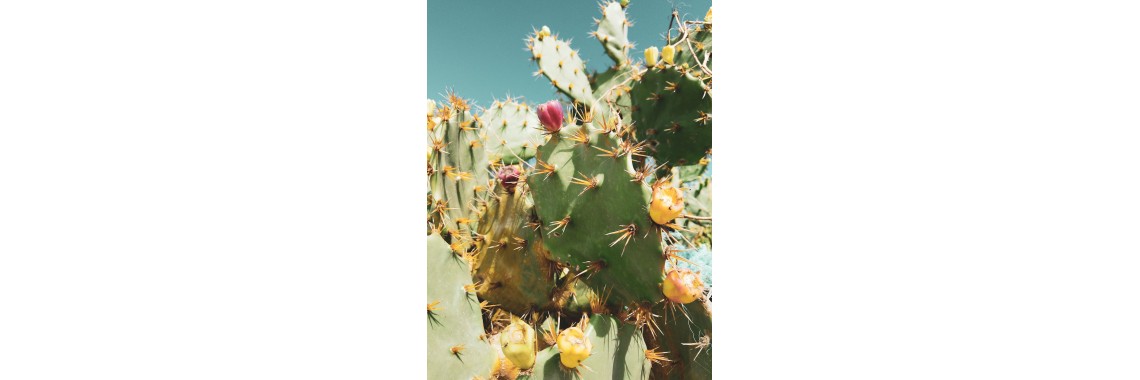 Fiori di fico tisana benefici