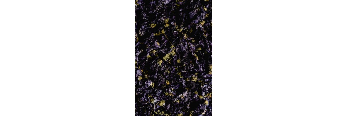 Malva fiori e i suoi benefici