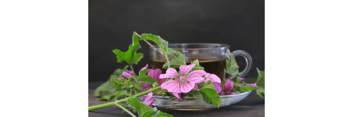 Tisana alla malva