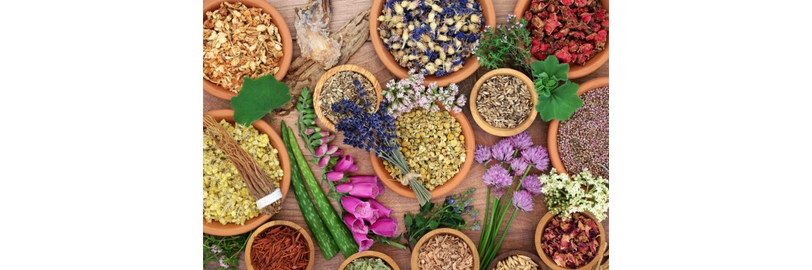 Panoramica Completa sui Benefici delle Erbe Medicinali