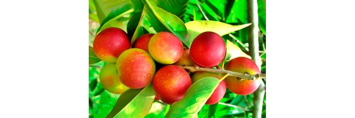 Camu camu e le sue proprietà
