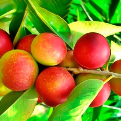 Camu Camu in polvere
