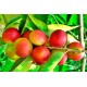 Camu Camu in polvere Camu Camu in polvere