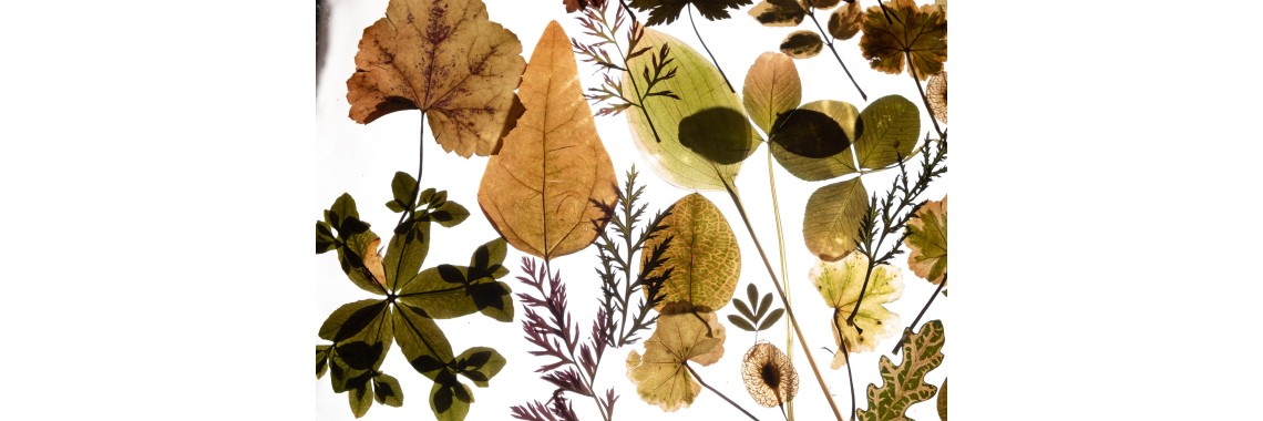 Estratti botanici contro l'invecchiamento della pelle