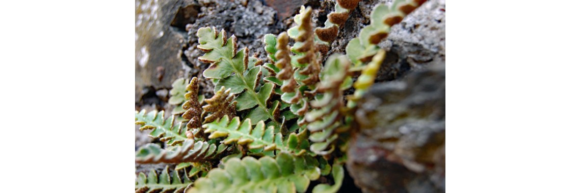Spaccapietra pianta e le sue proprietà ( Ceterach officinarum )