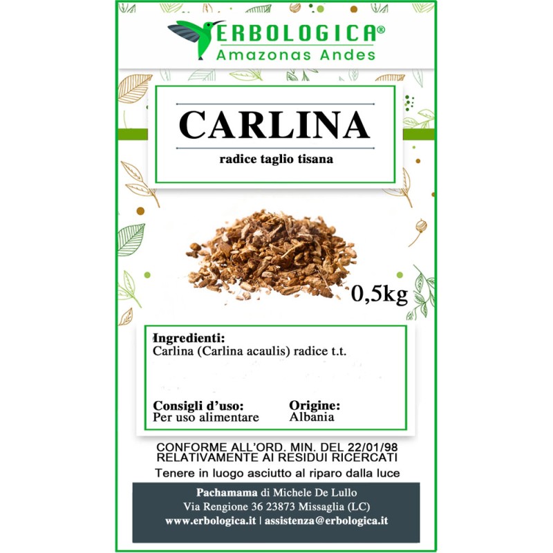 Carlina radice taglio tisana Carlina radice taglio tisana