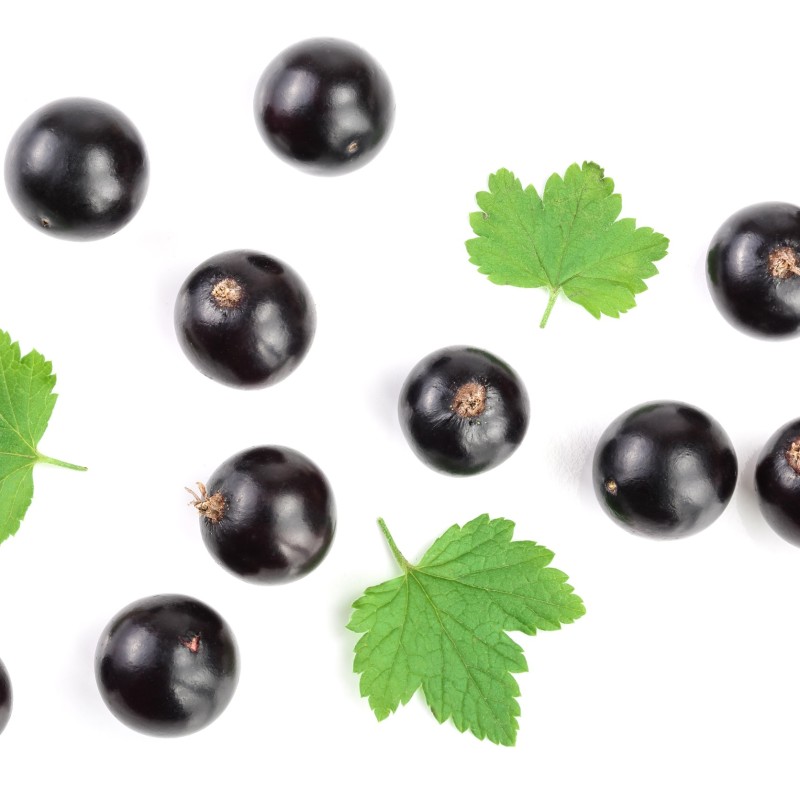 Ribes nero foglie taglio tisana Ribes nero foglie taglio tisana