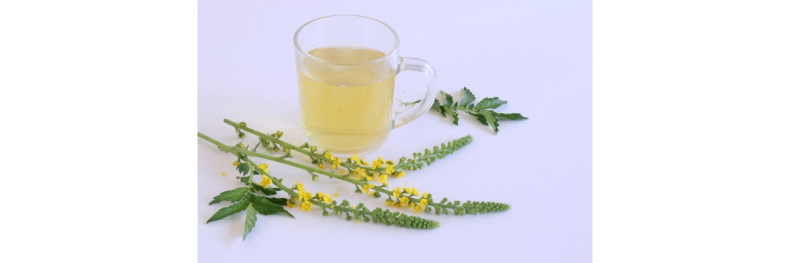 Agrimonia pianta benefici e usi