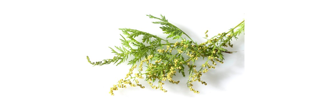 Artemisia e i suoi benefici