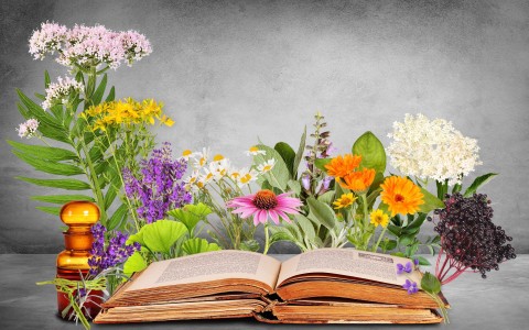 Erbe medicinali che migliorano l'aspetto della pelle Erbe medicinali che migliorano l'aspetto della pelle