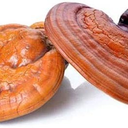 Reishi estratto in polvere 