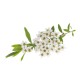 Spirea Ulmaria taglio tisana Spirea Ulmaria taglio tisana