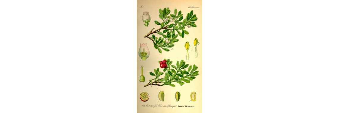 Benefici delle foglie di uva ursina