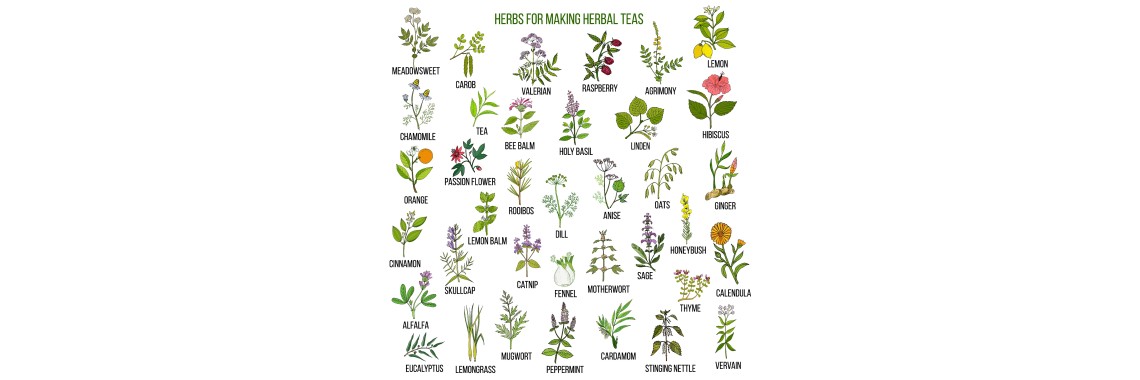 Erbe officinali che purificano l'organismo