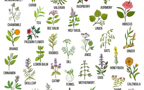 Erbe officinali che purificano l'organismo Erbe officinali che purificano l'organismo