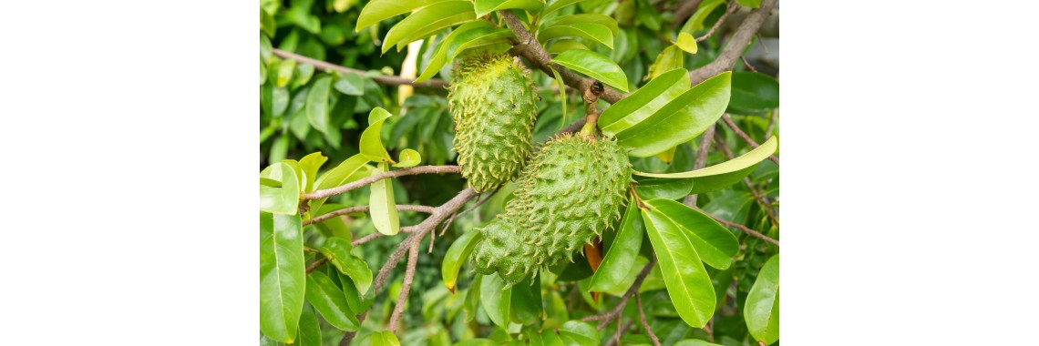 Graviola benefici
