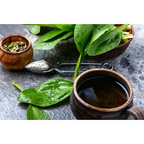 Piantaggine lanceolata foglie taglio tisana Piantaggine lanceolata foglie taglio tisana