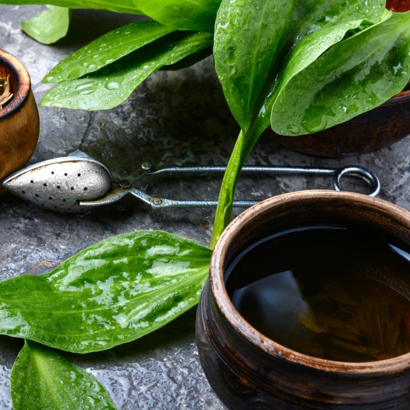 Piantaggine lanceolata foglie taglio tisana Piantaggine lanceolata foglie taglio tisana
