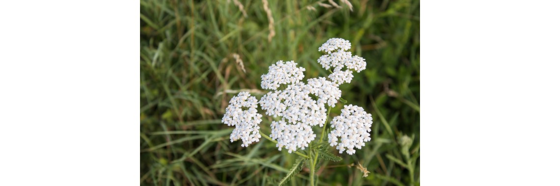 Achillea pianta usi e benefici