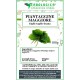 Piantaggine Maggiore foglie taglio tisana Piantaggine Maggiore foglie taglio tisana