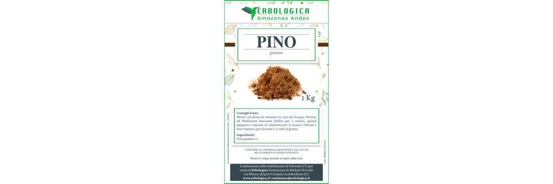 Erba del mese: gemme di pino benefici